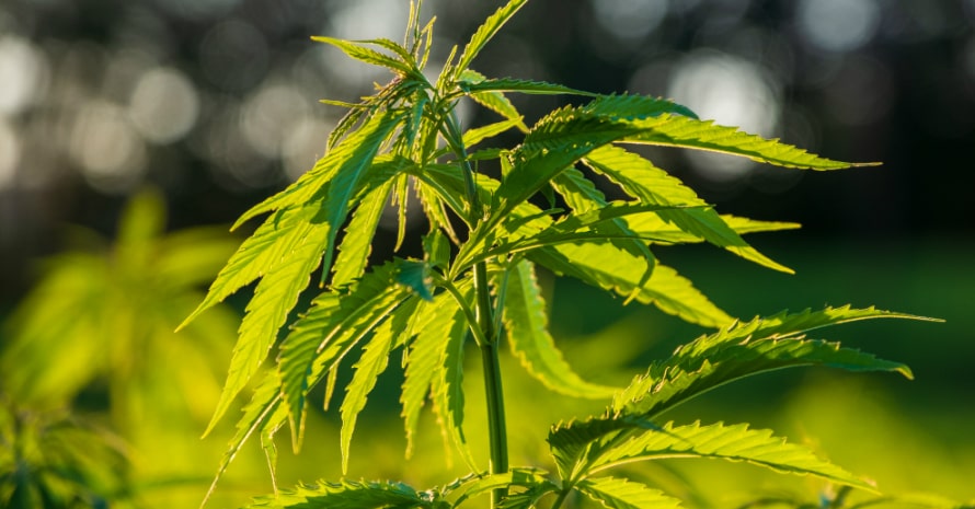 big marijuana bush