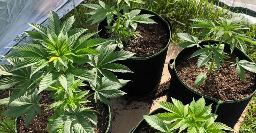 bushes in pots