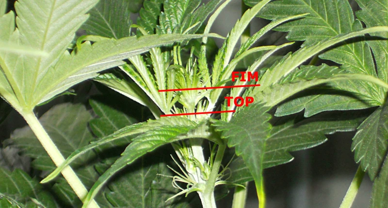 Can You Fim Autoflowering Cannabis?