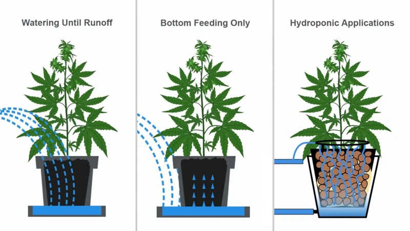 Cannabis Plant Watering Basics