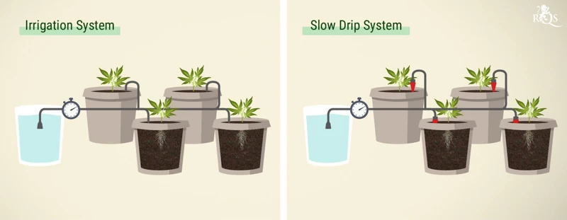 Cannabis Watering Techniques