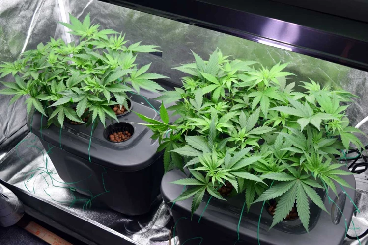 Caring For Your Hydroponic Cannabis Plants