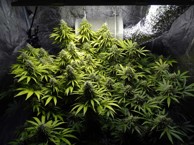 Causes Of Light Burn And Light Bleaching In Cannabis Plants