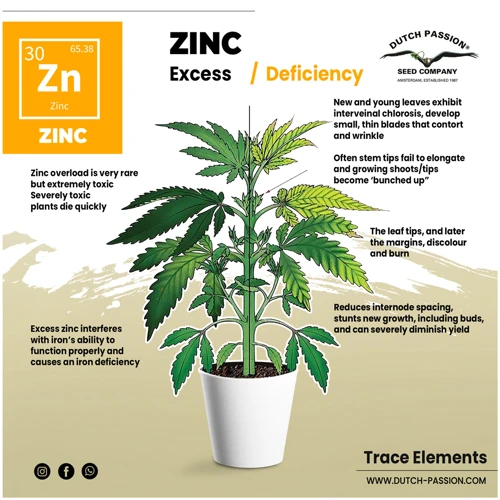 Causes Of Zinc Deficiency In Cannabis Plants