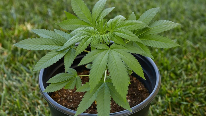 Challenges Of Growing Outdoor Cannabis