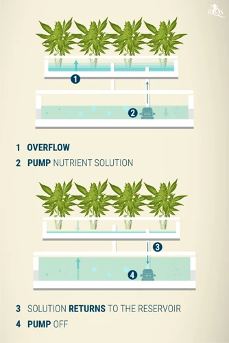 Choosing The Right Hydroponic Nutrients For Cannabis