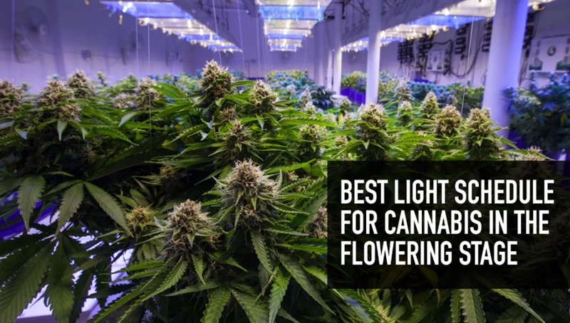 Choosing The Right Light Schedule For Your Cannabis Plants