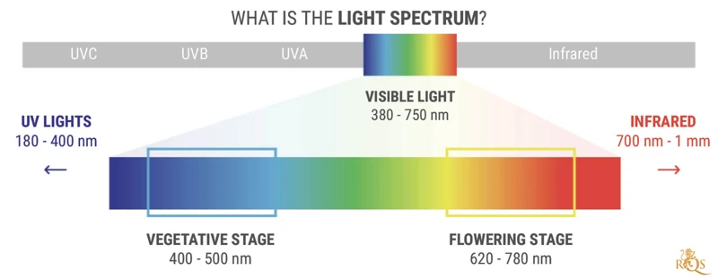 Choosing The Right Light Spectrum For Cannabis Plants