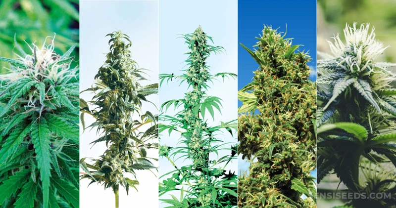 Choosing The Right Strain For Outdoor Growing