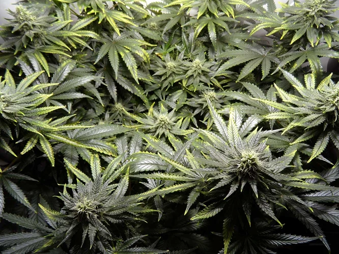 Common Issues During Flowering And How To Solve Them