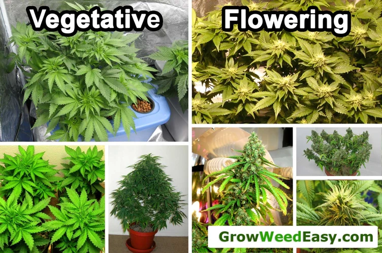 Common Light Schedules For Flowering Cannabis Plants