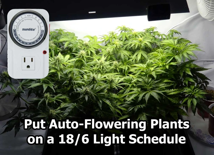 Common Mistakes When Setting Light Schedules In The Flowering Stage