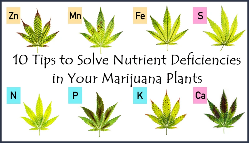 Common Nutrient Deficiencies In Cannabis Plants