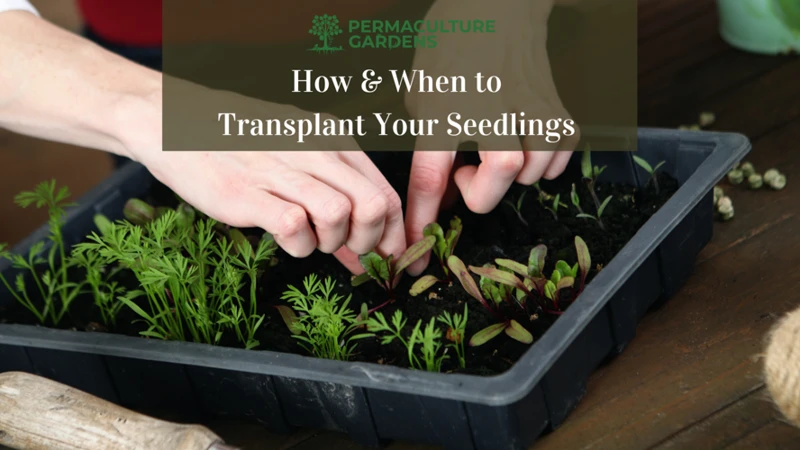Common Transplanting Mistakes To Avoid