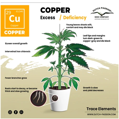 Copper And Cannabis Health