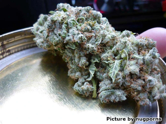 Curing Your Buds