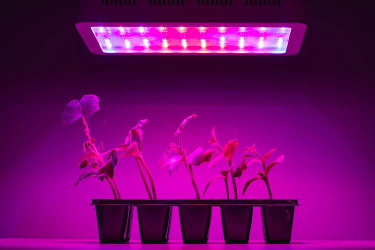 Different Types Of Grow Lights And Their Pros And Cons