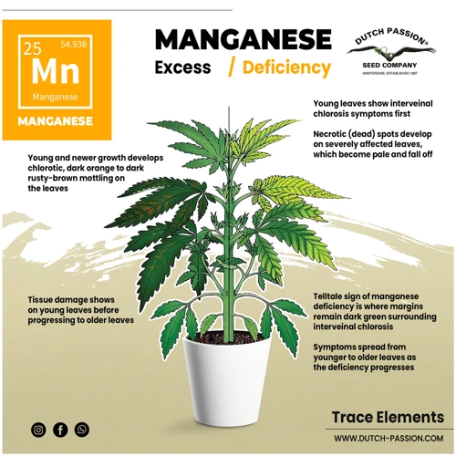 Dosage And Application Of Manganese In Cannabis Growing