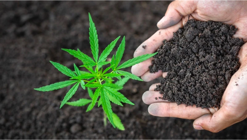 Drawbacks Of Compost Tea For Cannabis Plants