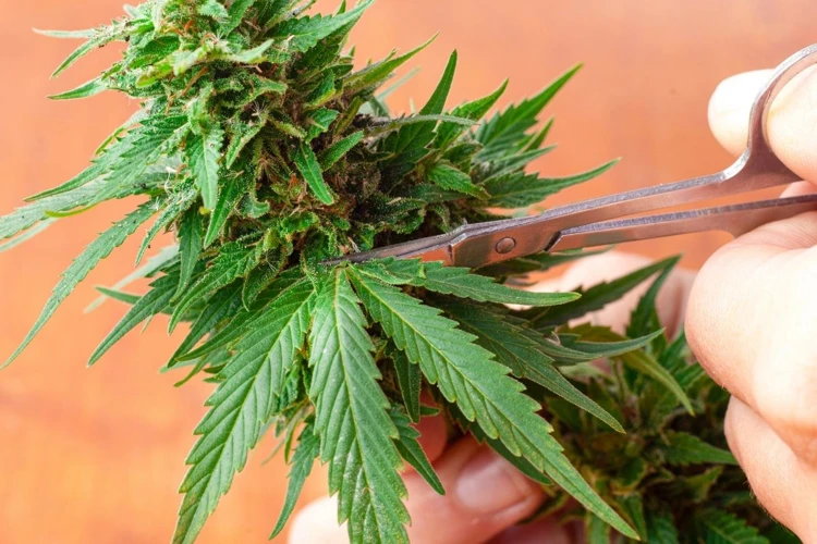 Drawbacks Of Topping Cannabis Plants