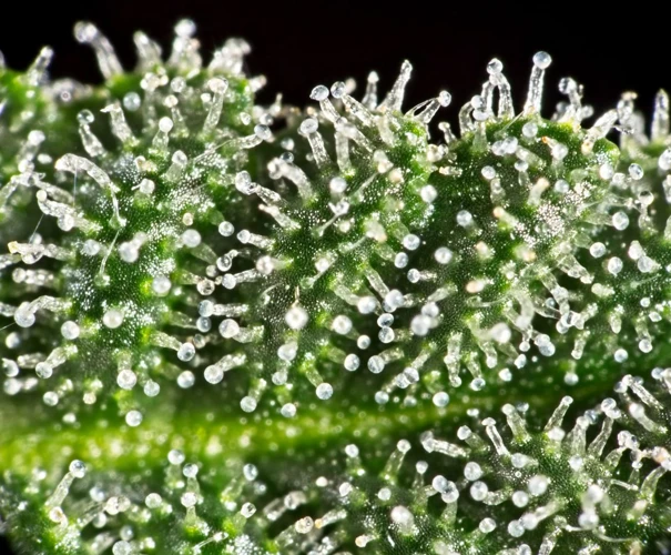 Equipment Needed To Check Trichomes
