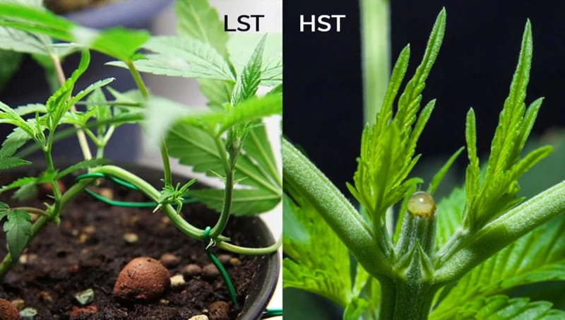Example Of Hst And Lst Techniques