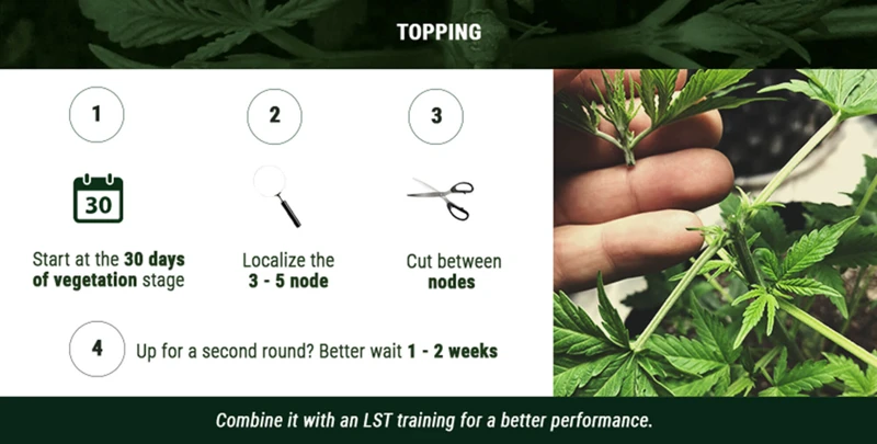 Factors To Consider Before Topping Your Cannabis Plant