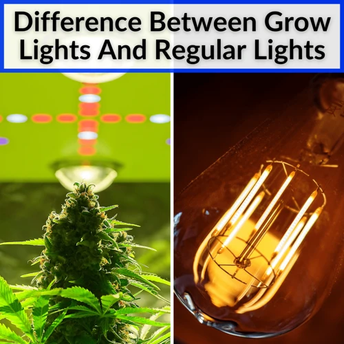 Factors To Consider When Choosing The Best Wattage Grow Light For Your Cannabis Garden