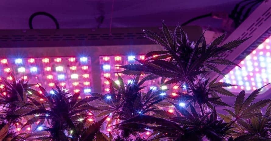 grow Light on marijuana