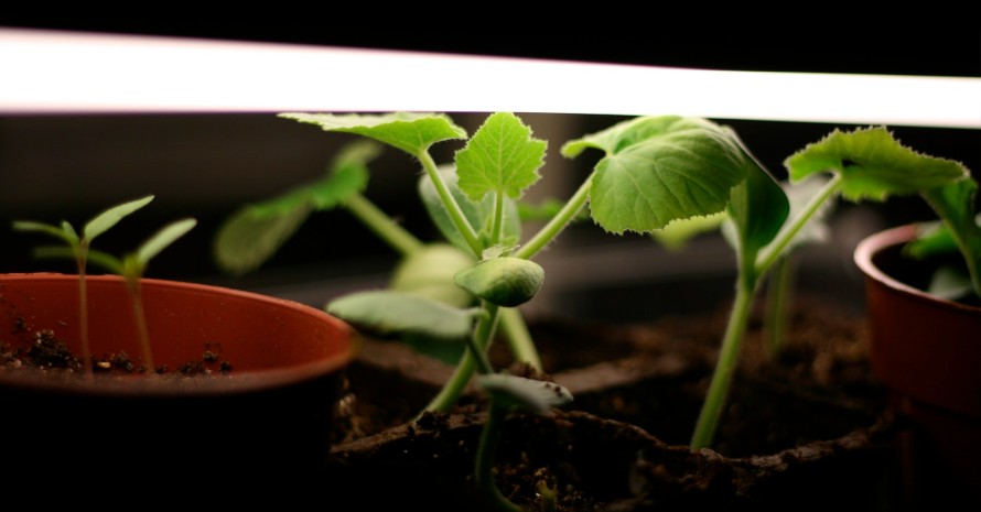 grow lights at work