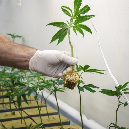 Growing Cannabis Plants In Rockwool