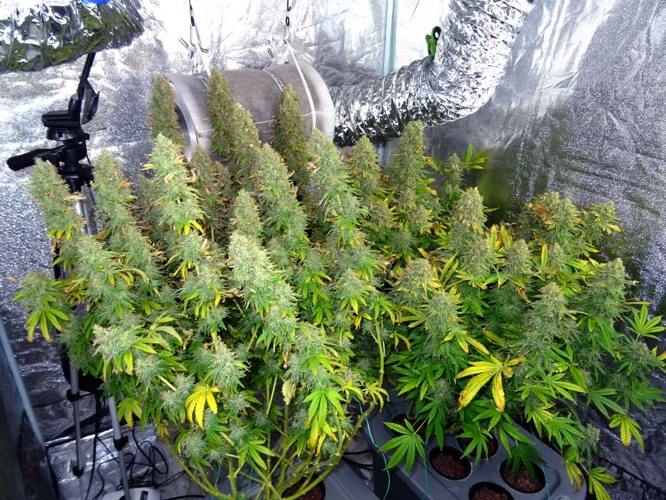 Growing Techniques To Maximize Yield