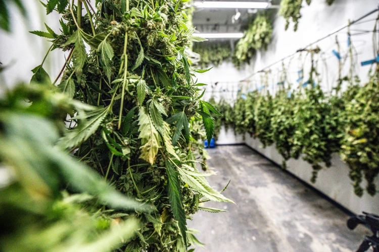 How Do Machines Harvest Cannabis Plants?