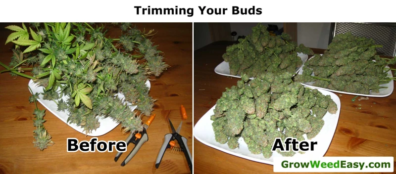 How Long To Dry Your Cannabis Buds?