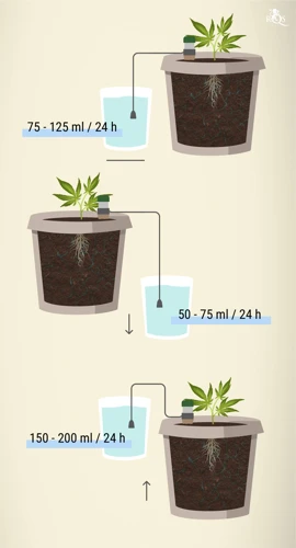 How Much To Water