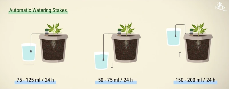 How Often Should You Water Cannabis Plants?