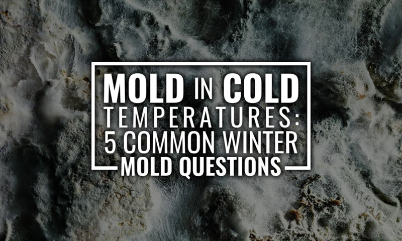 How Temperature Affects Mold Growth