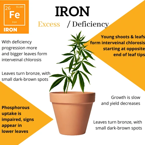 How To Address Iron Deficiency In Cannabis Plants