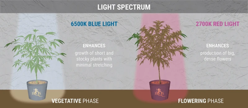 How To Adjust Light Cycles For Different Strains
