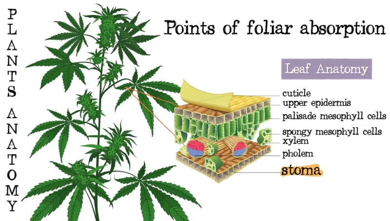 How To Apply Foliar Feeding On Cannabis Plants