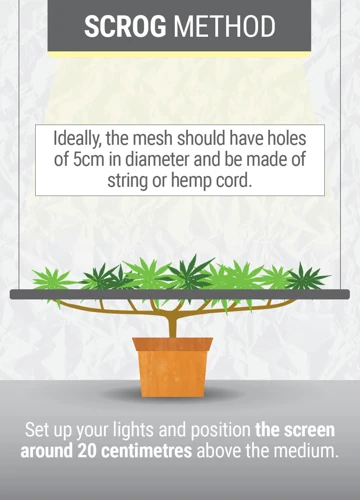 How To Apply Lst Techniques