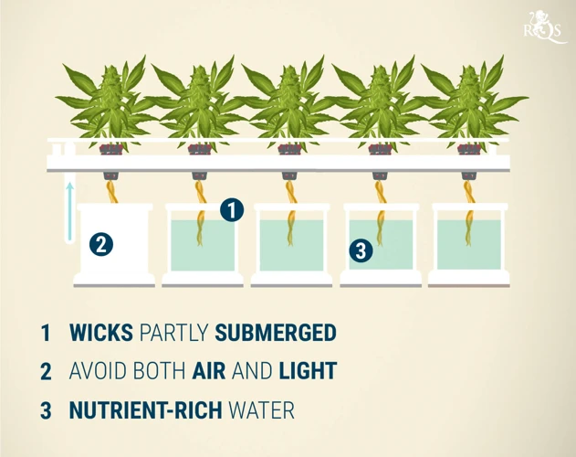 How To Build A Hydroponic System For Growing Cannabis
