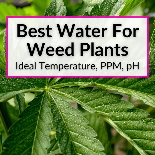 How To Choose The Best Water For Your Cannabis