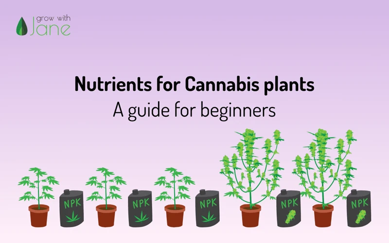 How To Choose The Right Npk Ratio For Your Cannabis Plants