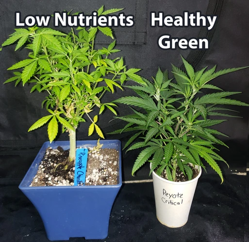 How To Choose The Right Soil Nutrient For Your Cannabis Plant