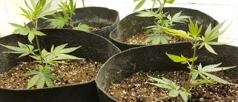 How To Choose The Right Soilless Medium For Your Cannabis Plants