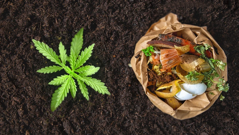 How To Compost Cannabis Plants