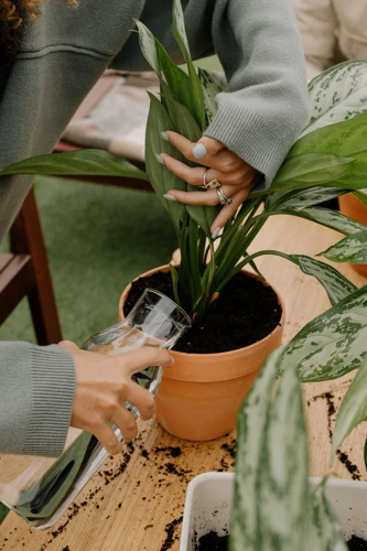 How To Control Humidity And Prevent Overwatering