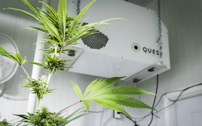 How To Control Temperature And Humidity In Your Grow Room