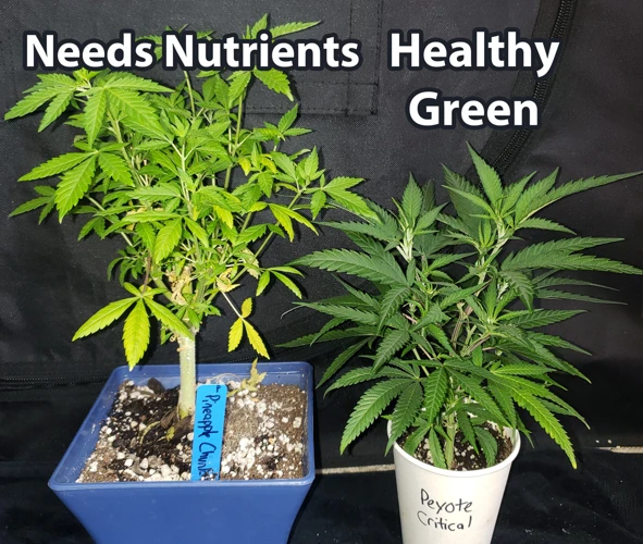 How To Feed Your Cannabis Plants